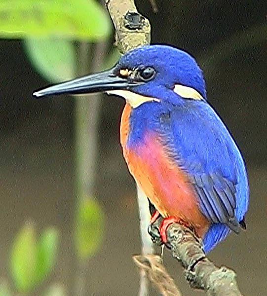 Azure kingfisher canberrabirdsorgauwpcontentgalleryazureking