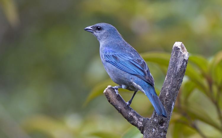 Azure-shouldered tanager Azureshouldered Tanager Thraupis cyanoptera This specie Flickr