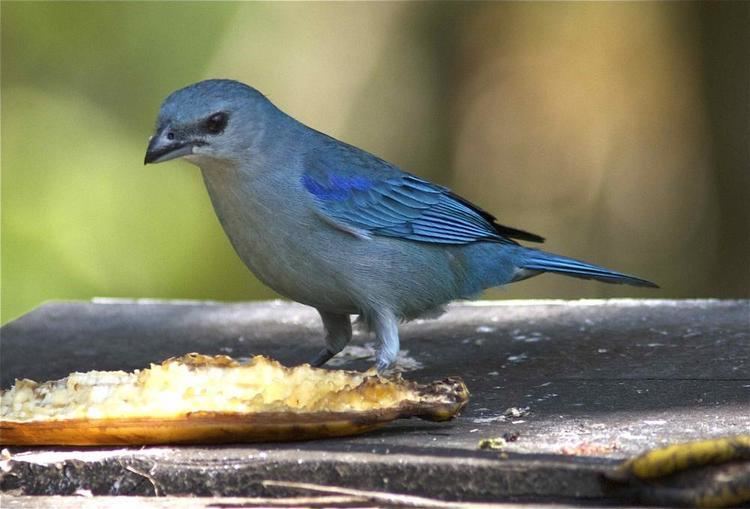 Azure-shouldered tanager Azureshouldered Tanager Thraupis cyanoptera videos photos and