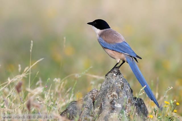Azure-winged magpie Gallery of Iberian Azurewinged Magpie Cyanopica cooki the