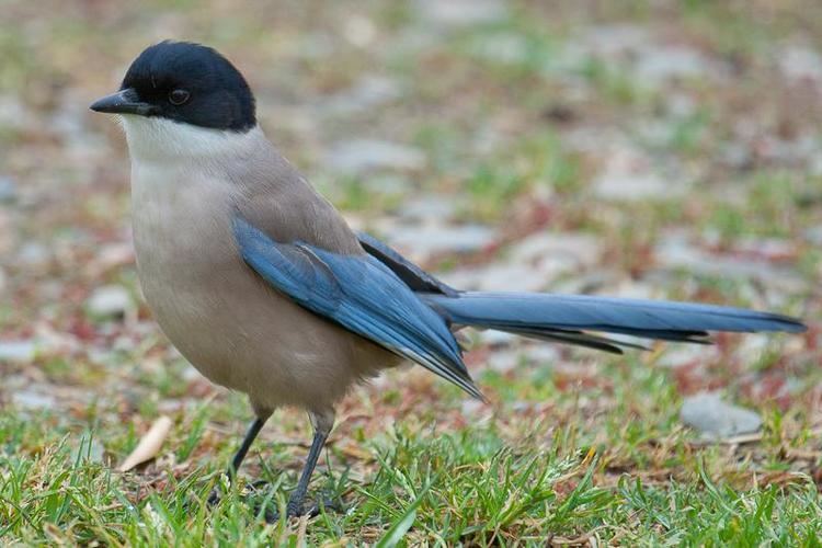 Azure-winged magpie Gallery of Iberian Azurewinged Magpie Cyanopica cooki the