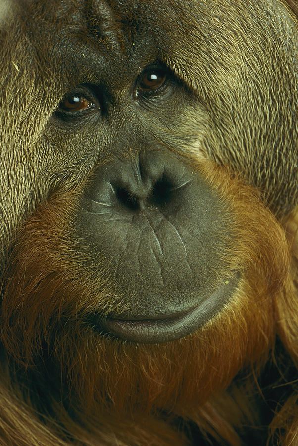 Azy (orangutan) imagesfineartamericacomimagesmediumlargeazy