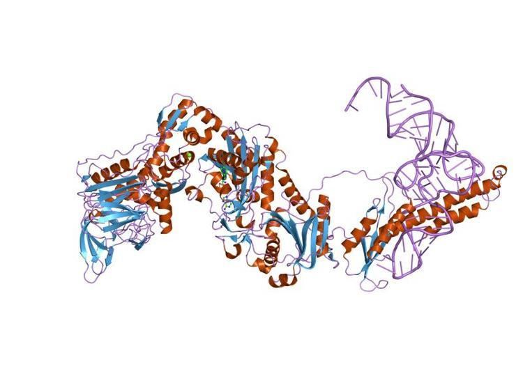 B5 protein domain