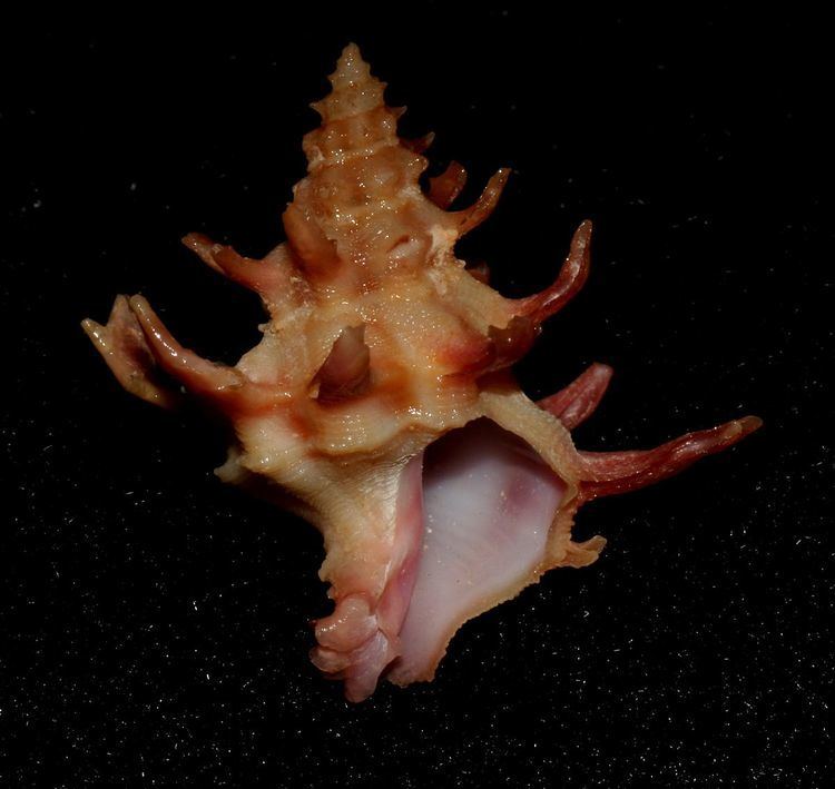 Babelomurex gemmatus