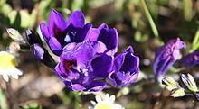 Babiana angustifolia httpsuploadwikimediaorgwikipediacommonsthu
