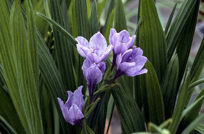 Babiana Babiana stricta blue freesiaRHS Gardening