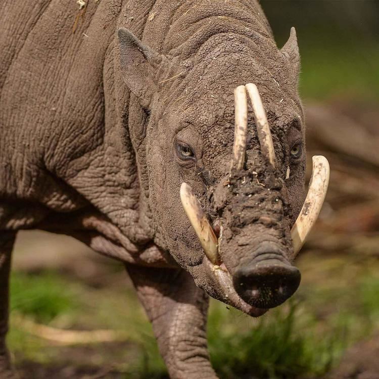 Babirusa Bizarre babirusa Islands at Chester Zoo