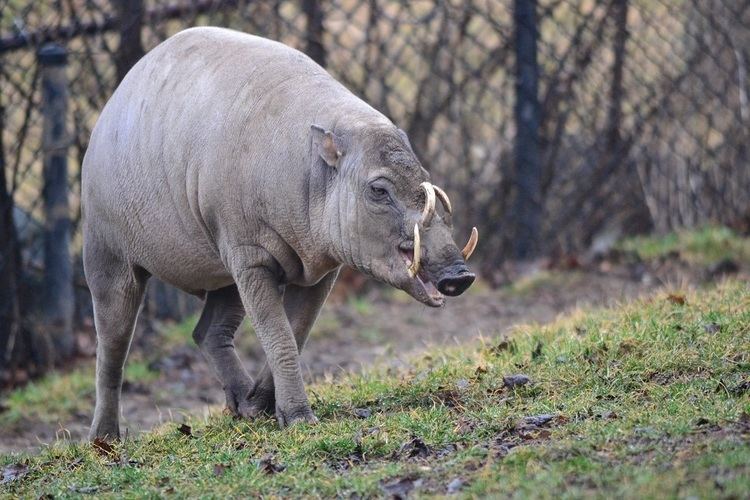 Babirusa The Creature Feature 10 Fun Facts About the Babirusa WIRED