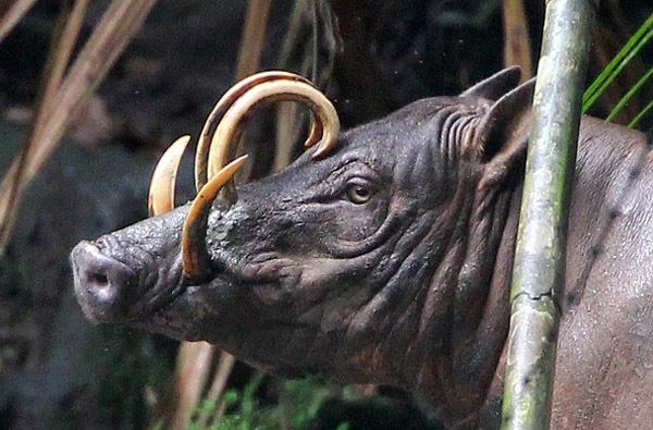 Babirusa Babirusa Conserving the Bizarre Pig of the Sulawesi Forest Cool