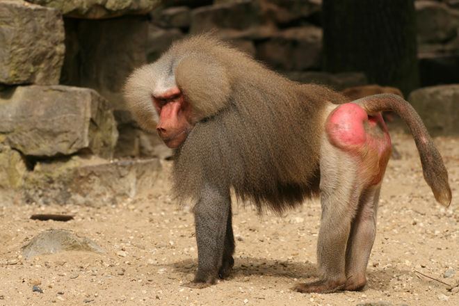 Baboon Facts About Baboons