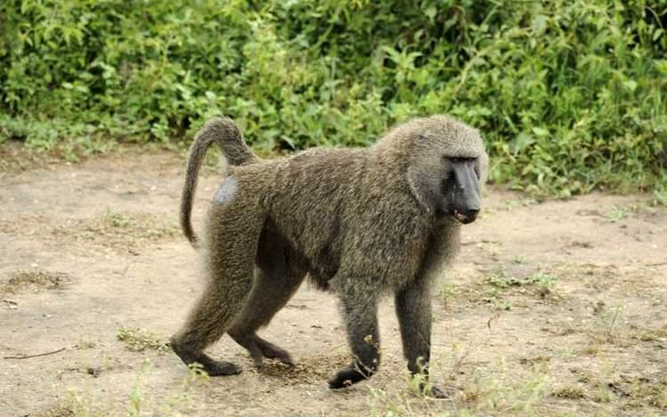 Baboon Baboon Monkey Facts and Information