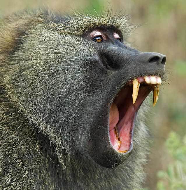 Baboon ZOOLOGY WEB PAGE PROJECT