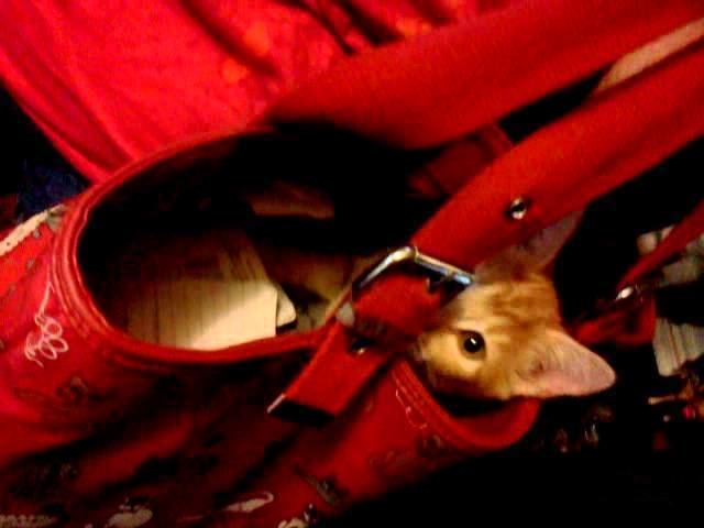 Baby Puss movie scenes Baby Puss in Boots in Grandma s kitty purse