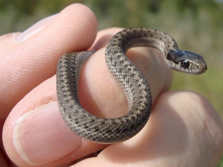 Baby Snakes Baby Snakes