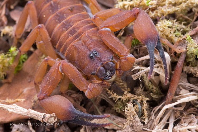 Babycurus Panarthropodade Caresheets Scorpions