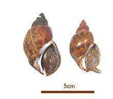 Babylonia (gastropod) httpsuploadwikimediaorgwikipediacommonsthu