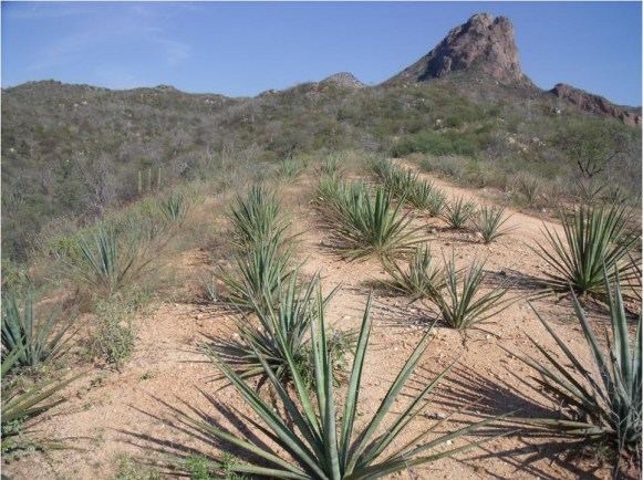 Bacanora Bacanora Sonora39s own agave tradition Rocky Point 360