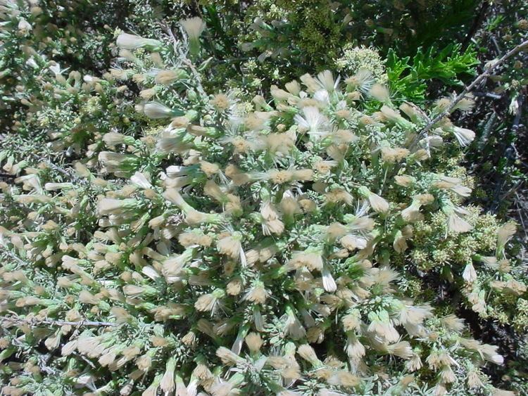Baccharis Vascular Plants of the Gila Wilderness Baccharis pteronioides