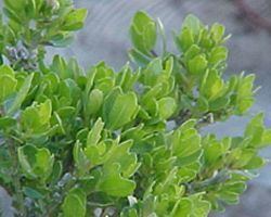 Baccharis pilularis httpsuploadwikimediaorgwikipediacommonsff