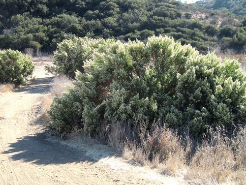 Baccharis pilularis Coyote Bush Baccharis pilularis