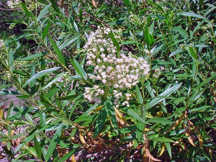 Baccharis salicifolia Vascular Plants of the Gila Wilderness Baccharis salicifolia