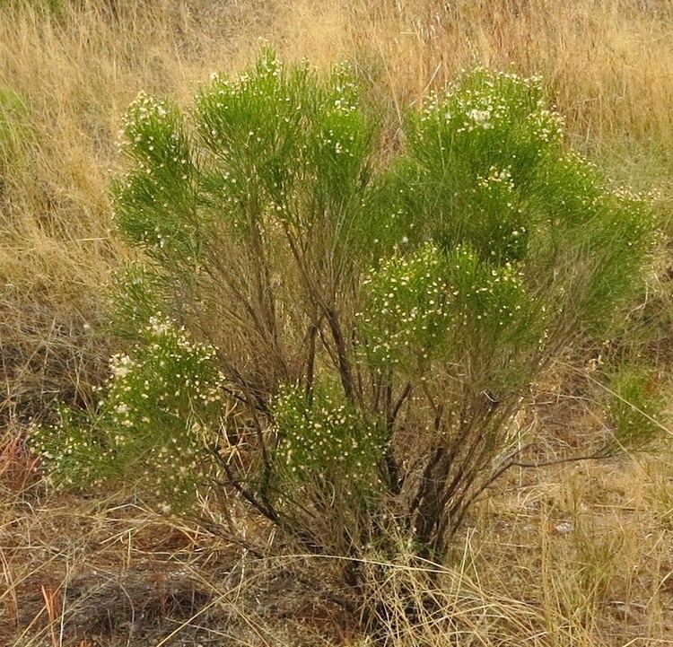 Baccharis sarothroides Cochise County Plants The Desert Broom Baccharis Sarothroides
