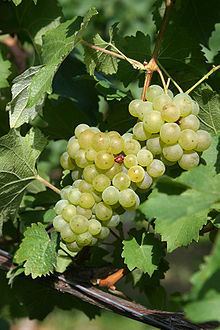 Bacchus (grape) httpsuploadwikimediaorgwikipediacommonsthu