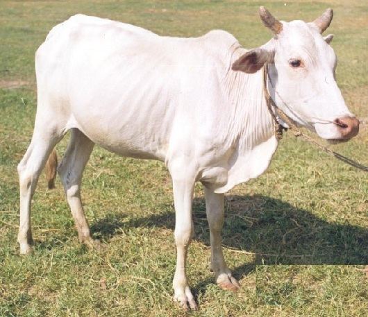 Bachaur cattle allpaediacomfilesphpfileCattleBreedsBachaur