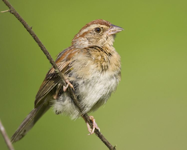 Bachman's sparrow Bachman39s Sparrow Audubon Field Guide