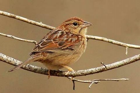 Bachman's sparrow Bachman39s Sparrow Ivorybilled Woodpecker