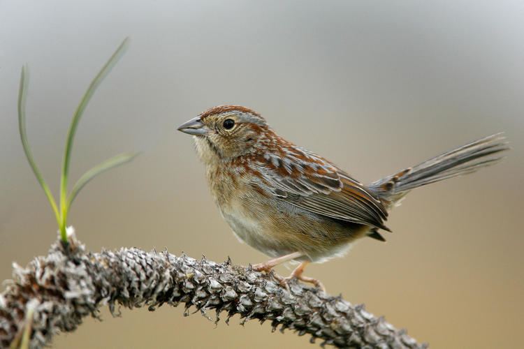 Bachman's sparrow Bachman39s Sparrow Audubon Field Guide