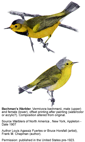 Bachman's warbler Bachman39s or Bachman39s Swamp Warblers
