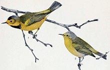 Bachman's warbler Bachman39s warbler Wikipedia