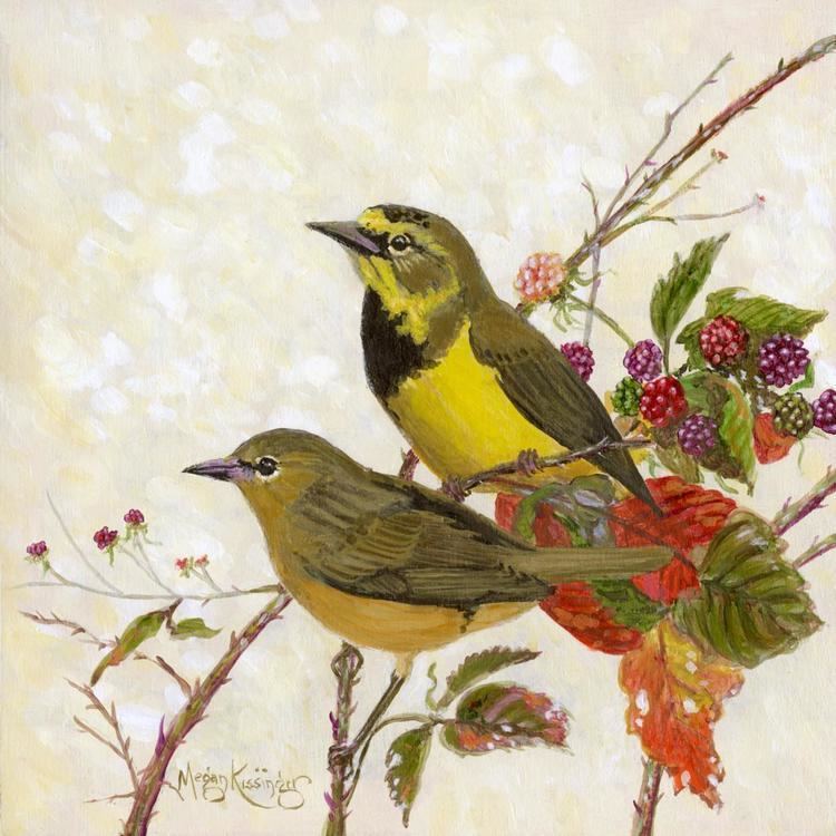 Bachman&#039;s Warbler by Megan Kissinger