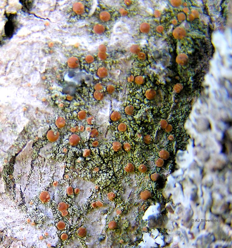 Bacidia Bacidia rubella images of British lichens