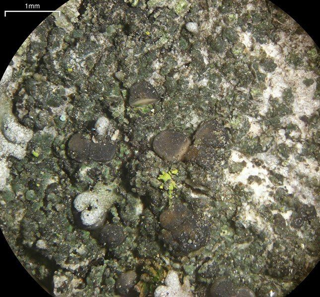 Bacidina Ways of Enlichenment Lichens of North America