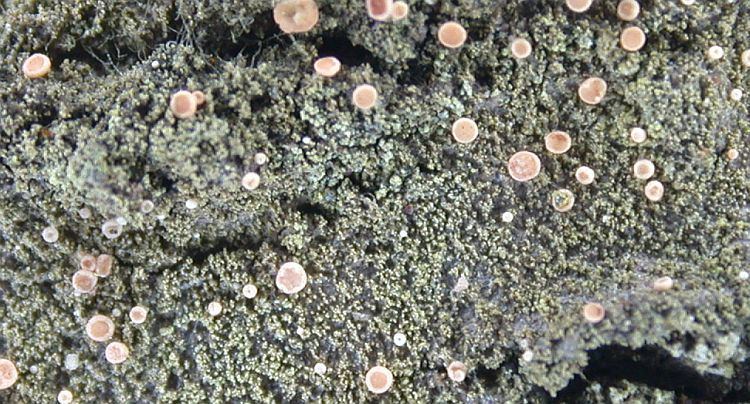 Bacidina Bacidina delicata Pictures of Tropical Lichens