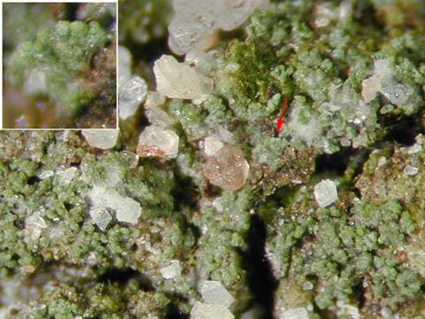 Bacidina Bacidina neosquamulosa lichenologyinfo species details