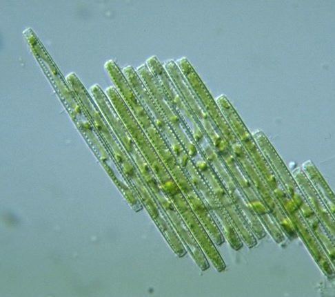 Bacillaria protistihoseiacjpPDBImagesHeterokontophyta