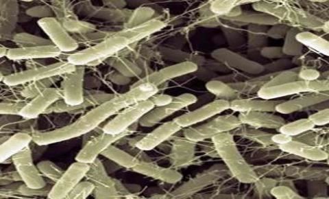 Bacillus amyloliquefaciens Bacillus Mystical Biotech