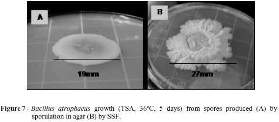 Bacillus atrophaeus LabScale production of Bacillus atrophaeus39 spores by solid state