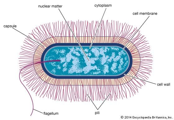 Bacillus bacillus bacteria Britannicacom