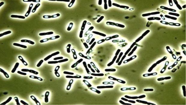 Bacillus cereus The Number of Food Poisoning Cases Caused by Bacillus cereus is on