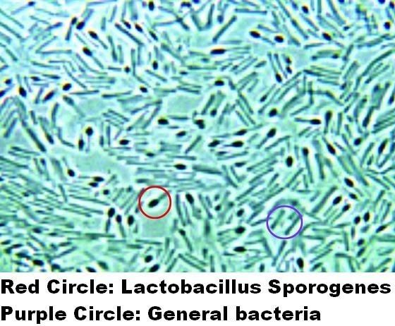 Bacillus coagulans What is Bacillus Coagulans Lactobacillus Sporogenes Health