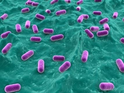 Bacillus coagulans Nebraska Cultures joins rush to put probiotics into food with GRAS