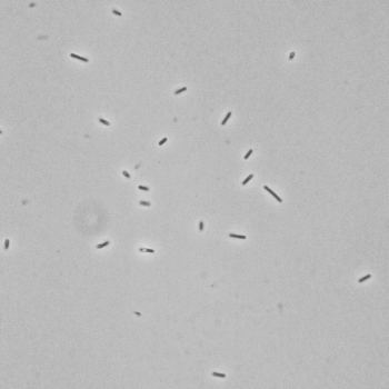 Bacillus firmus Bacillus firmus