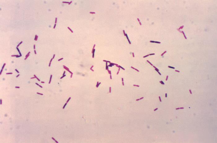 Bacillus firmus Details Public Health Image Library PHIL