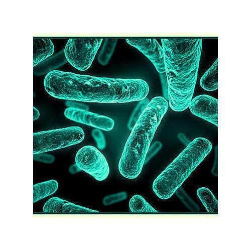 Bacillus licheniformis Probiotics Implant Bacillus Licheniformis Manufacturer from Mumbai