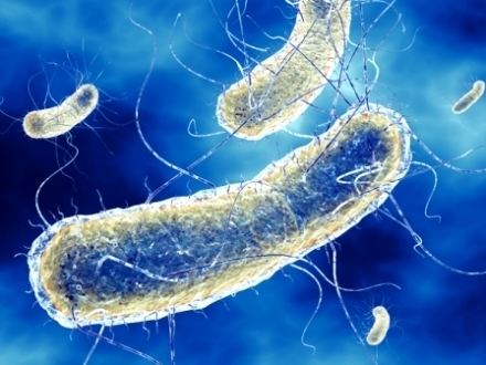 Bacillus licheniformis Bacillus Licheniformis Probiotic Review Benefits and Dosages