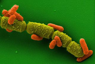 A green rod-shaped Bacillus megaterium in chain